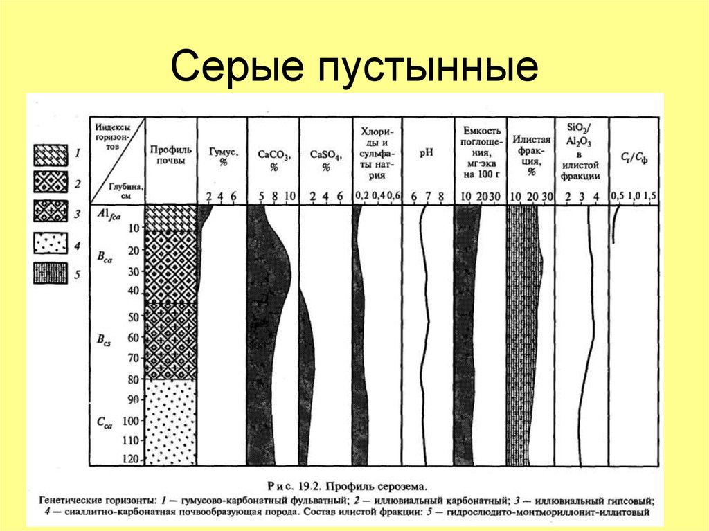 Серые пустынные
