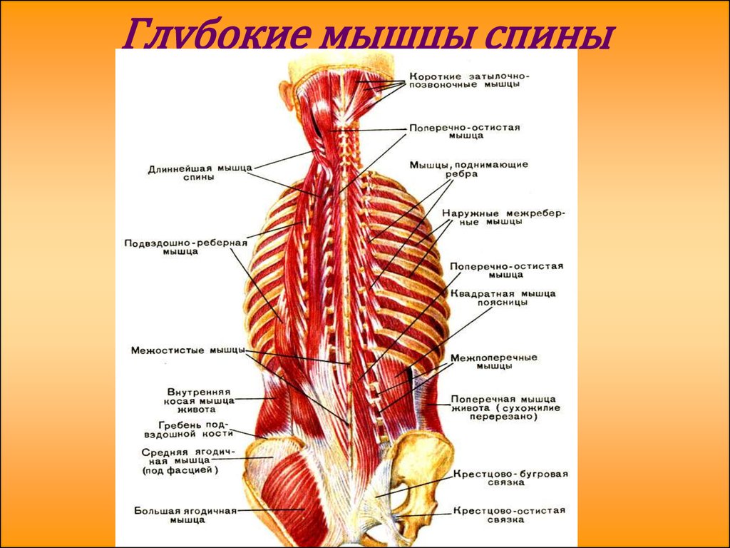 Глубокая поясница. Анатомия спина мышцы глубокие мышцы. Глубокие мышцы спины и шеи анатомия. Мышцы спины поверхностные и глубокие слои анатомия. Глубокие мышцы поясницы анатомия.