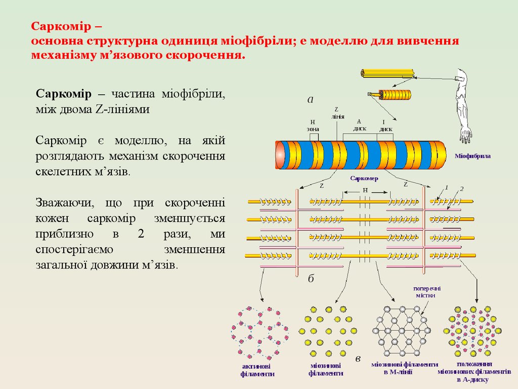 Саркомір – основна структурна одиниця міофібріли; е моделлю для вивчення механізму м’язового скорочення.