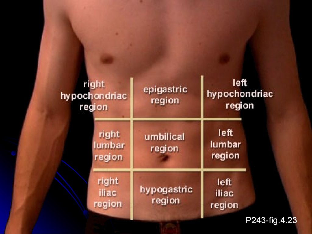 Кишечник справа боли форум. Abdomen Regions. Epigastric Region. Left hypochondriac Region.