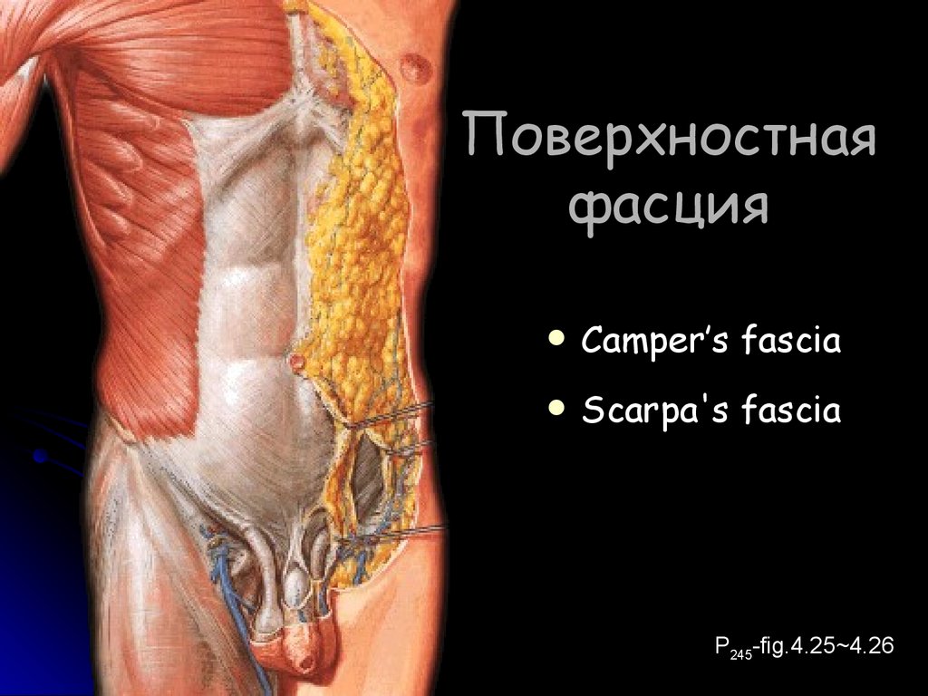 Фасция это. Поверхностная фасция. Фасция Скарпа. Глубокий листок поверхностной фасции живота. Поверхностная фасция (fascia superficialis).