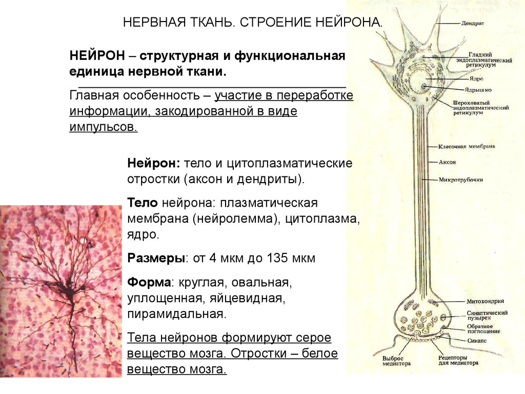 Нейробиология для начинающих. Описание строения нервной ткани. Особенностями строения нейрона являются:. Нейрон местоположение особенности строения значение.