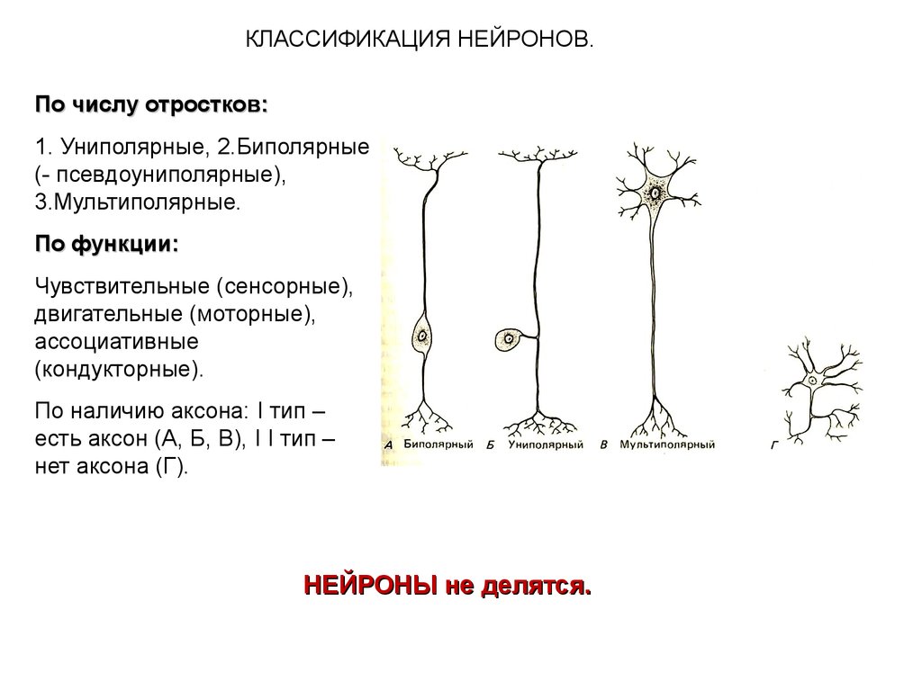 Связь между двумя типами нейронов