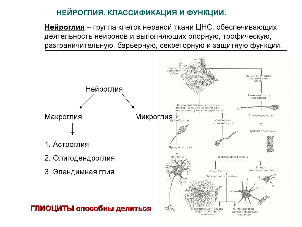 Типы клеток