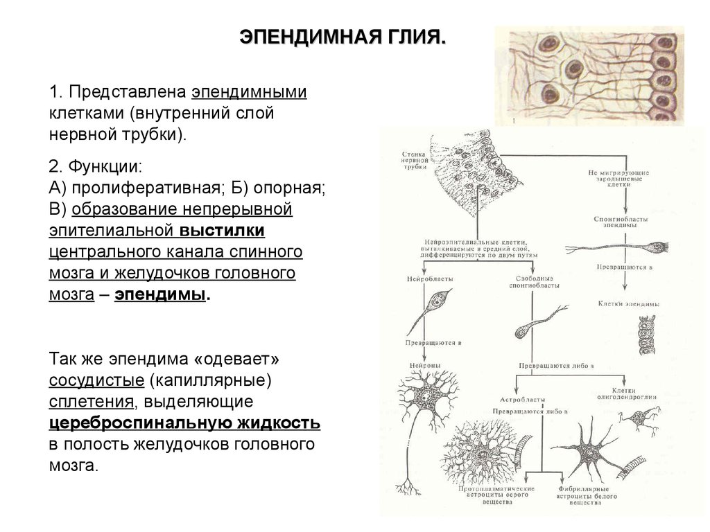 На схеме представлены клетки нейроглии первый тип клетки цилиндрической формы с ресничками