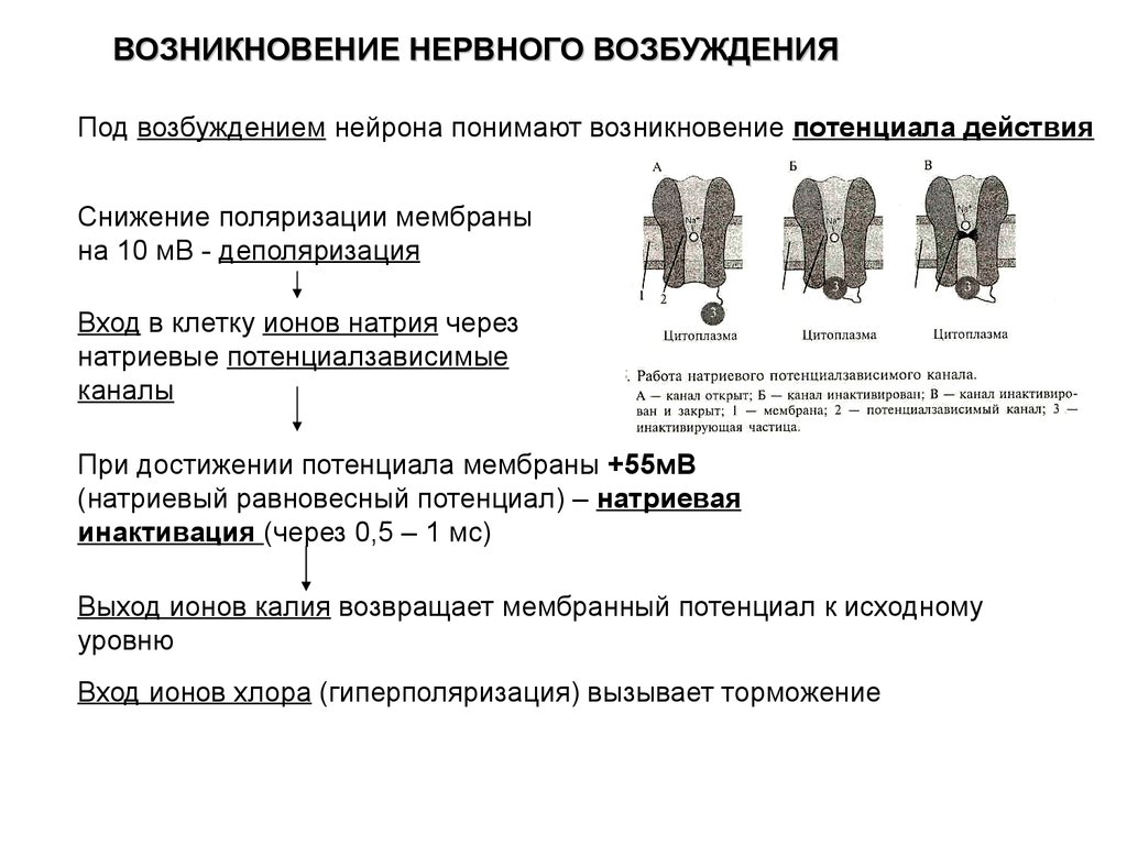 Возбуждение рецепторов