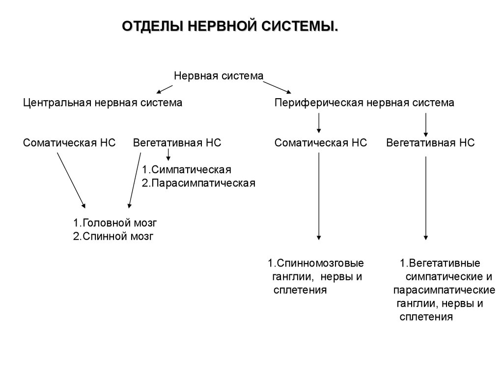 Когнитивная нейробиология