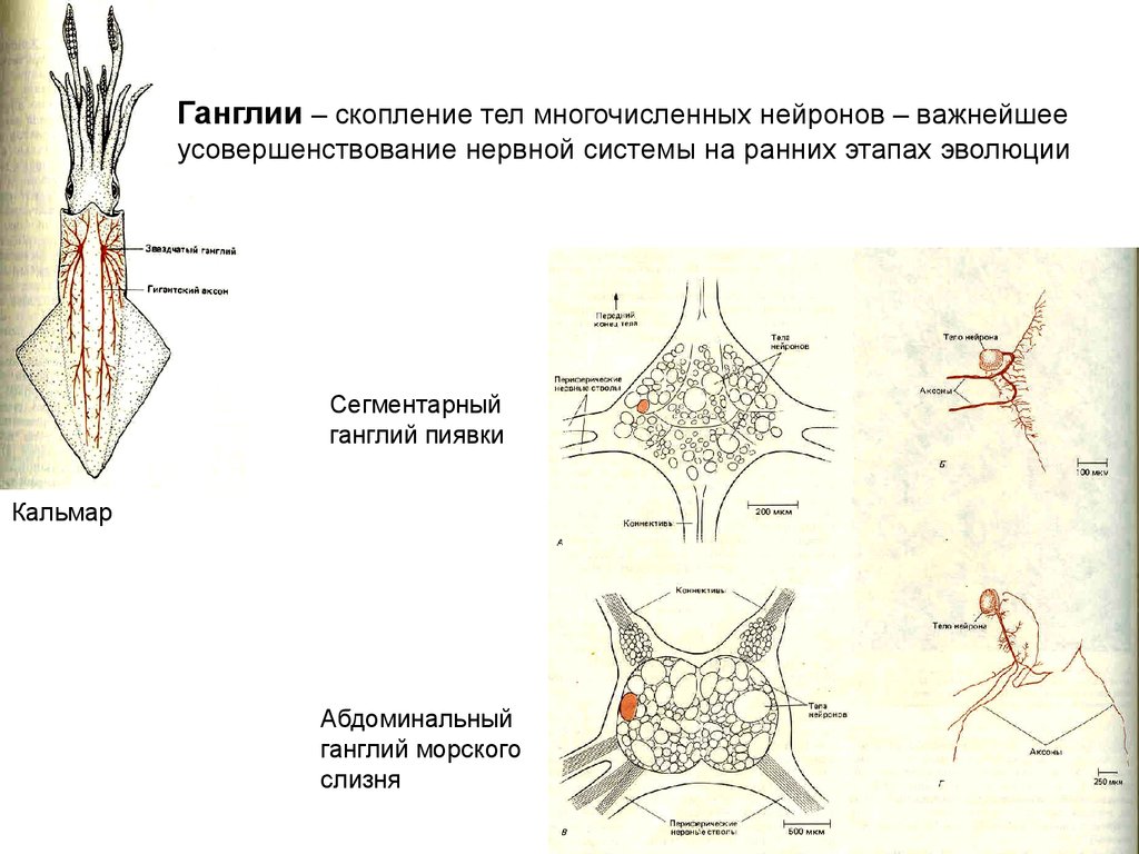 Скопление тел нейронов это. Ганглий это в анатомии. Ганглий скопление тел нейронов. Понятие ганглий.