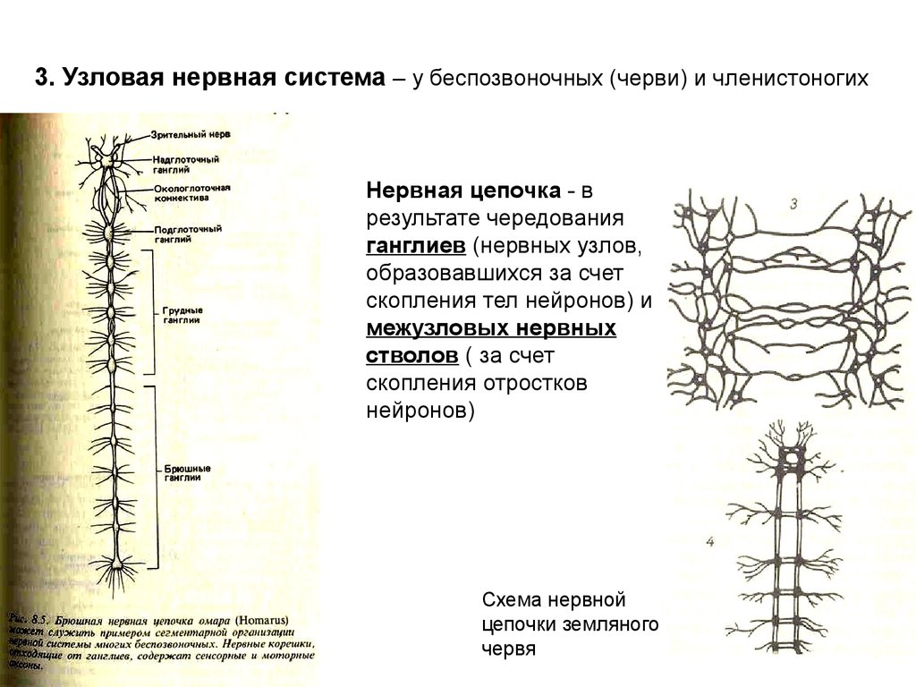 Диффузно узловая трубчатой нервной системы. Нервная цепь схема. Узловая нервная система характеристика. Строение Узловой нервной системы. Нервная система узлового типа.