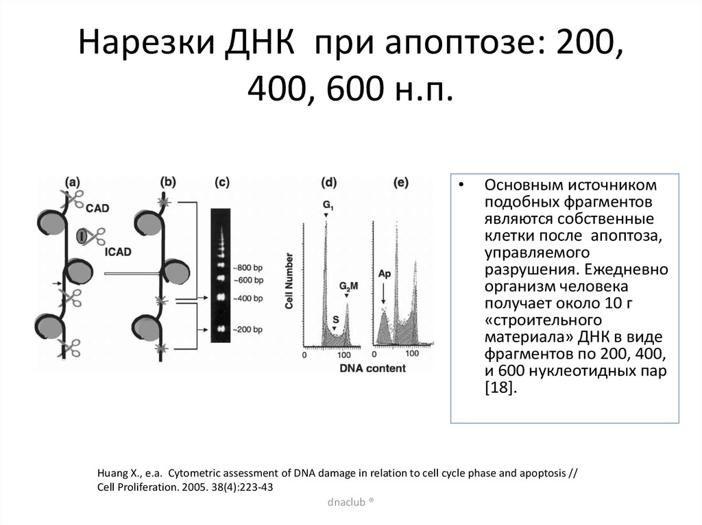 Длина фрагмента днк