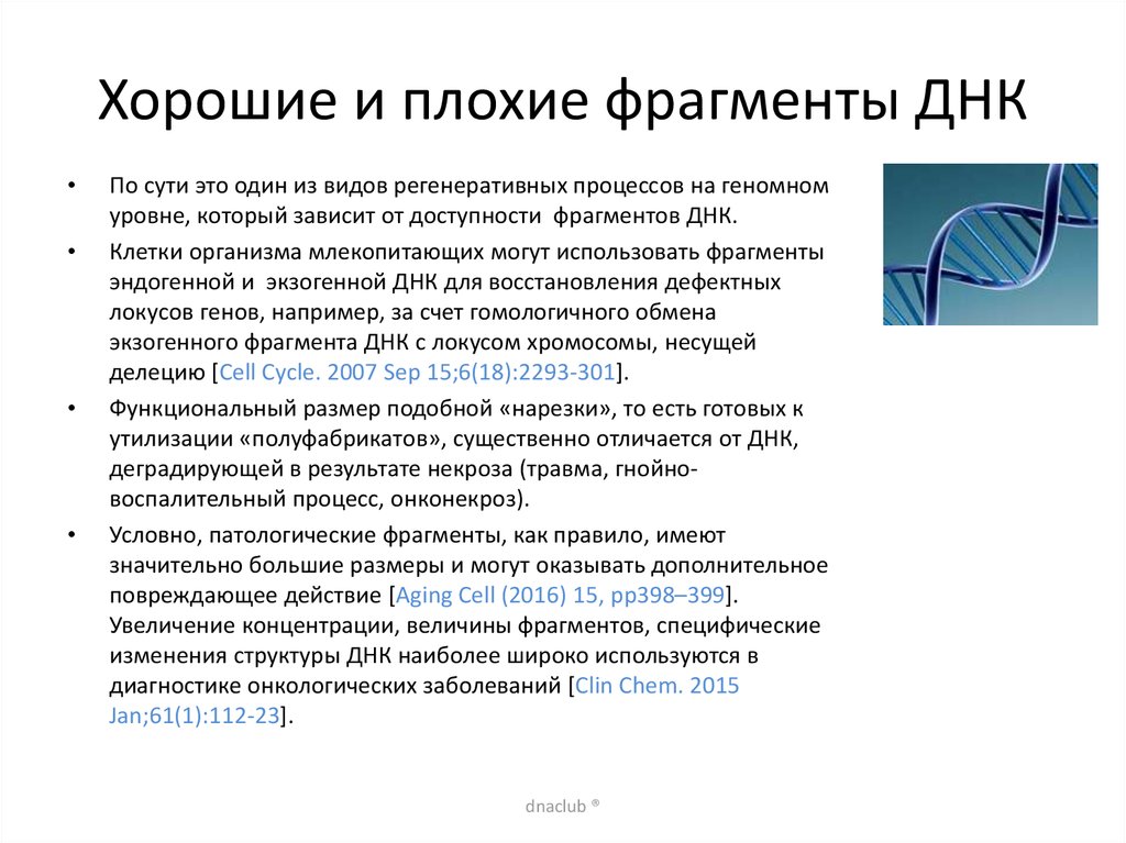 Определите длину данного фрагмента днк. Фрагментированная ДНК. Как определить длину фрагмента ДНК. Мобильные ФРАГМЕНТЫ ДНК. Специфическая часть 112.