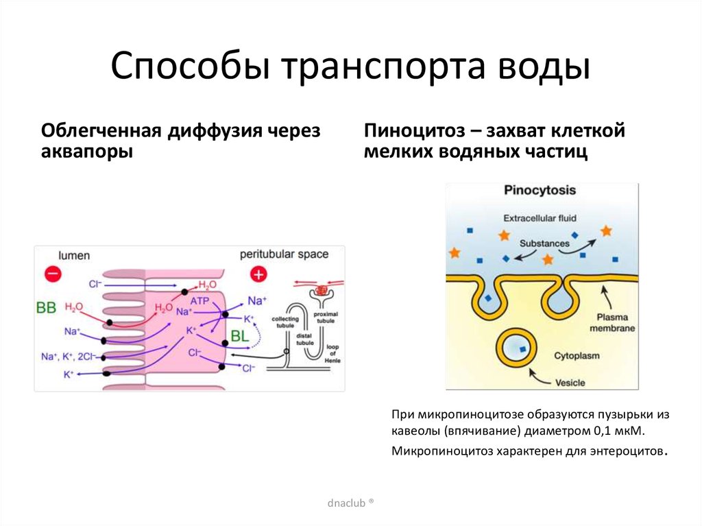 Транспорт жидкостей газа