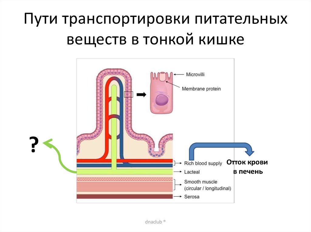 Кислородом и питательными веществами. Схема всасывания питательных веществ. Путь питательных веществ в организме человека схема. Транспорт питательных веществ осуществляется. Путь всасывания питательных веществ.