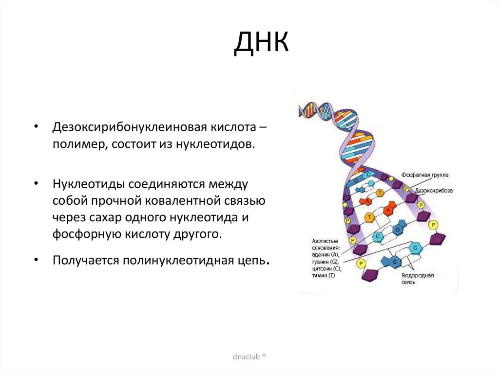 Строение днк презентация