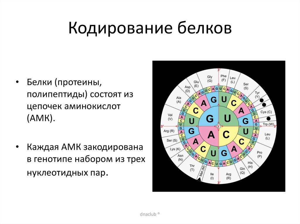 Кодировка белков