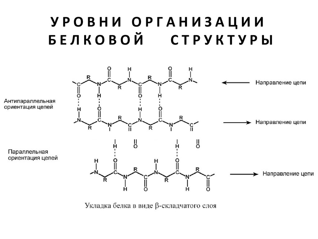 Цепи антипараллельны