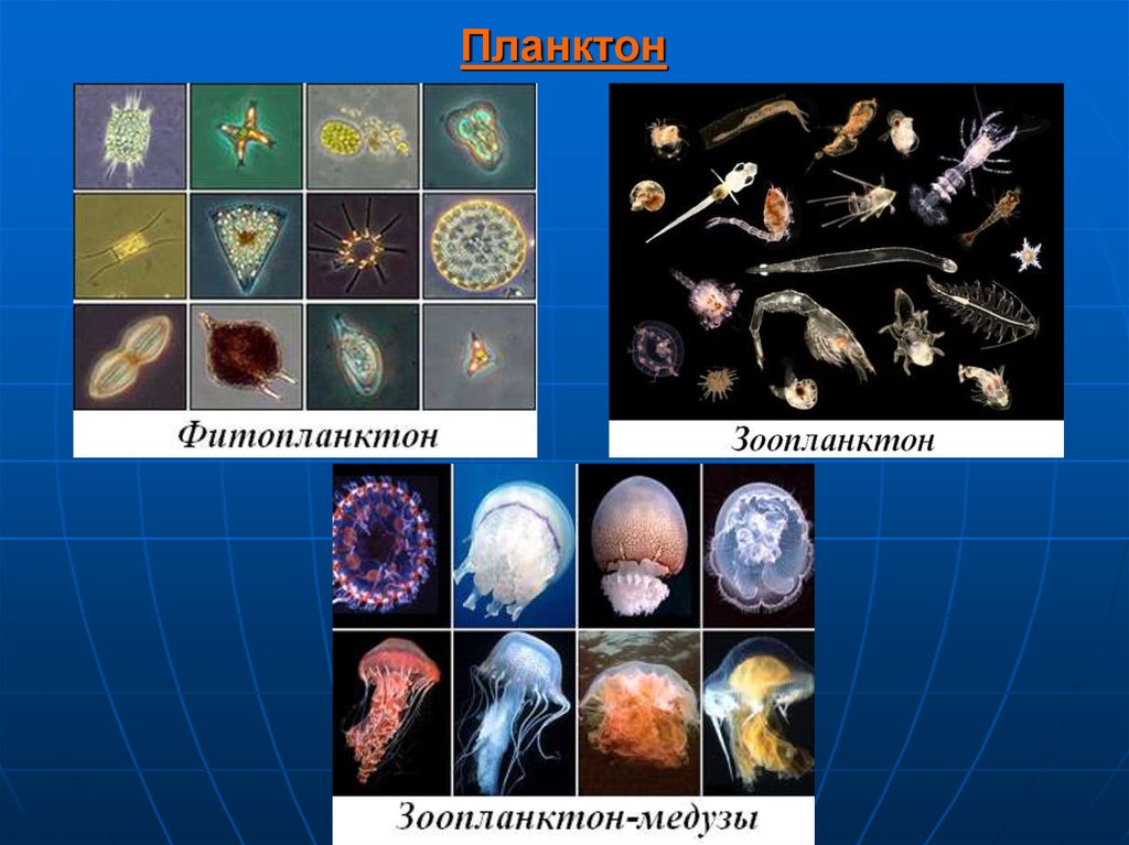 Фитопланктон виды