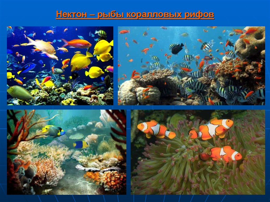 Нектон группа организмов. Планктон Нектон Бектон. Нектон Гидробиология. Нектон это в биологии. Нектон рыбы.