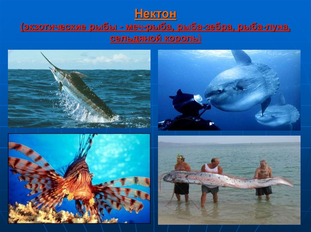 Примеры водных групп. Нектон Дельфин. Нектон рыбы. Нектон картинки. Удивительные обитатели нектона.