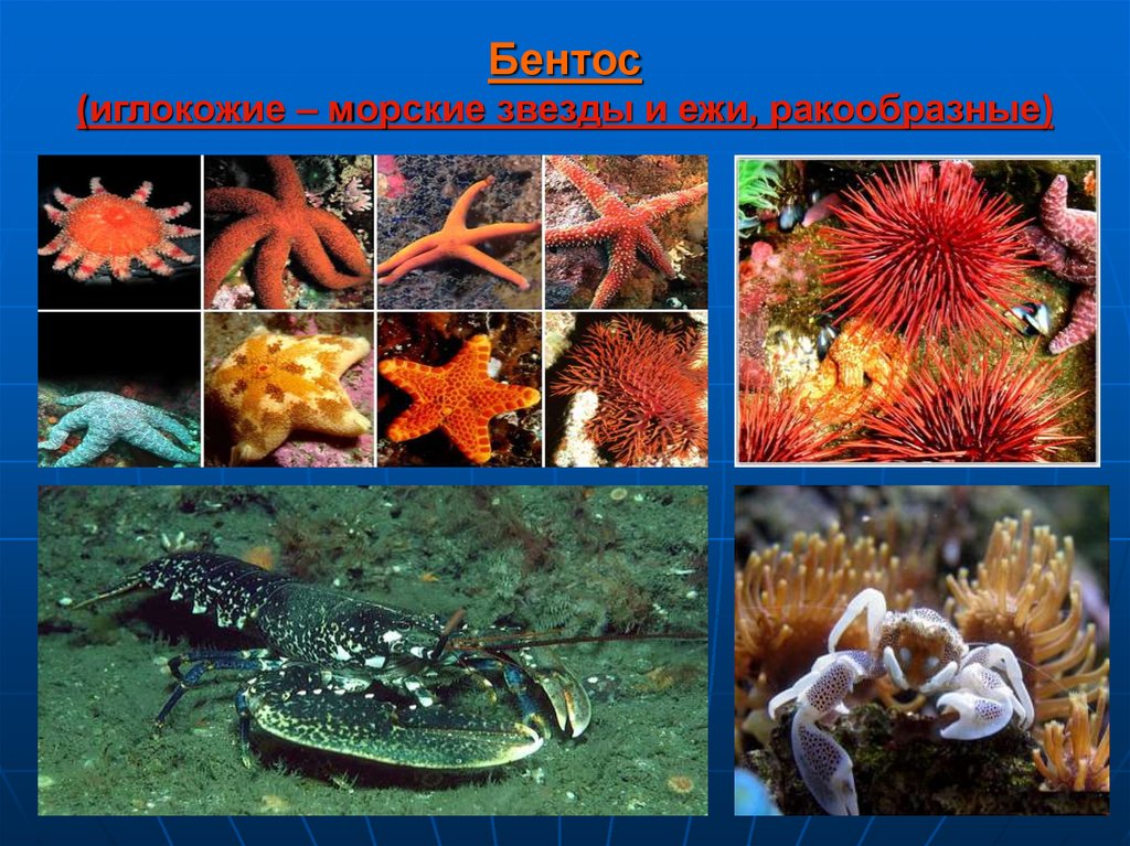 Группы организмов в мировом океане. Бентос планктон Нектон Литораль. Бентос группа организмов. Представители бентоса. Бентос морской еж.
