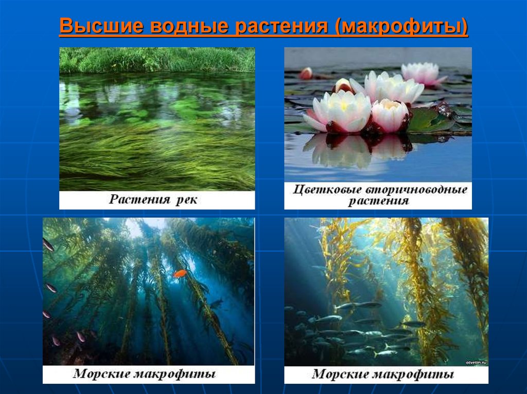 Примеры водных групп. Растения водной среды. Растения живущие в водной среде. Водные растения в водной среде. Растения обитавшие в аодной среде.