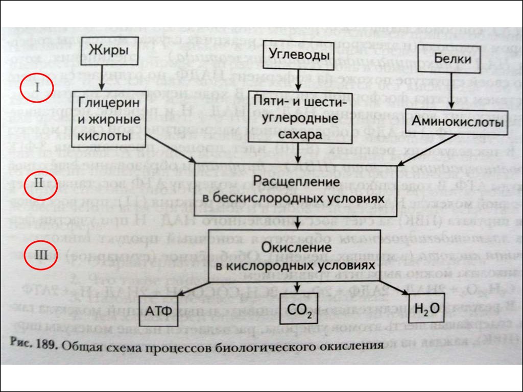 Прочитайте статью в рубрике это интересно предложите схему отражающую биологическое окисление клетке