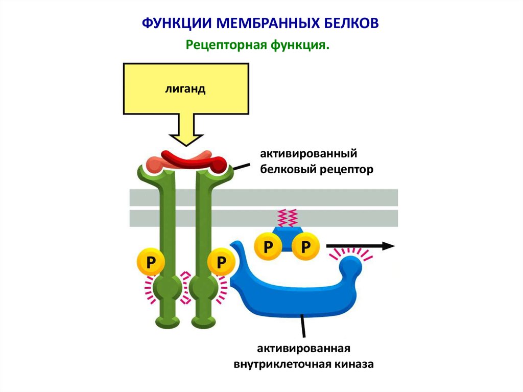 Рецепторная функция. Рецепторная функция плазматической мембраны. Рецепторная функция клеточной мембраны. Рецепторная функция мембраны клетки. Рецепторная функция мембраны мембранный Рецептор.