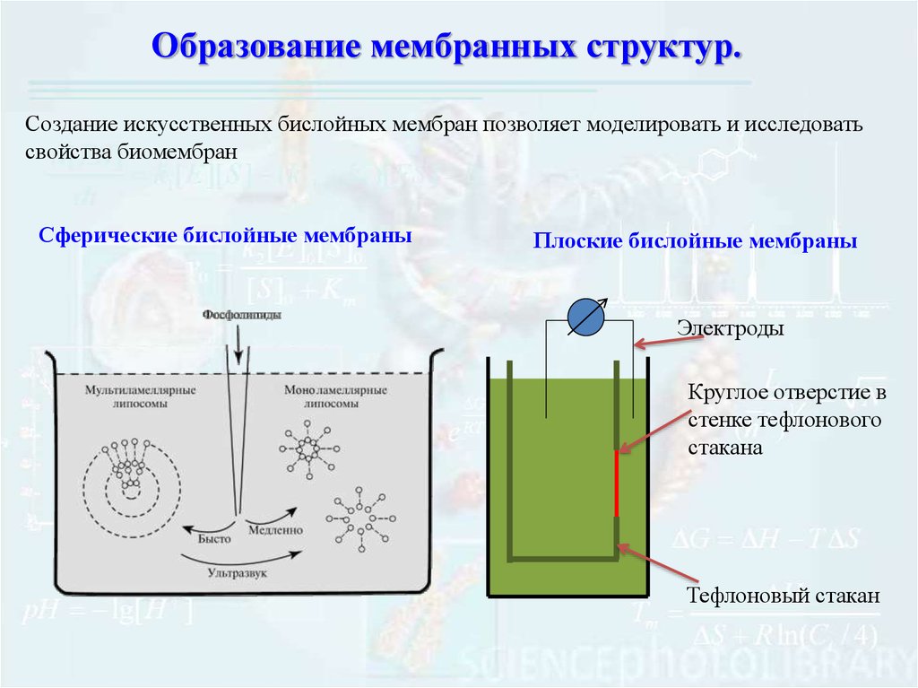 Мембрана процесс. Плоские бислойные липидные мембраны. Искусственные мембраны биофизика. Модельные липидные мембраны биофизика. Модельные бислойные липидные мембраны.