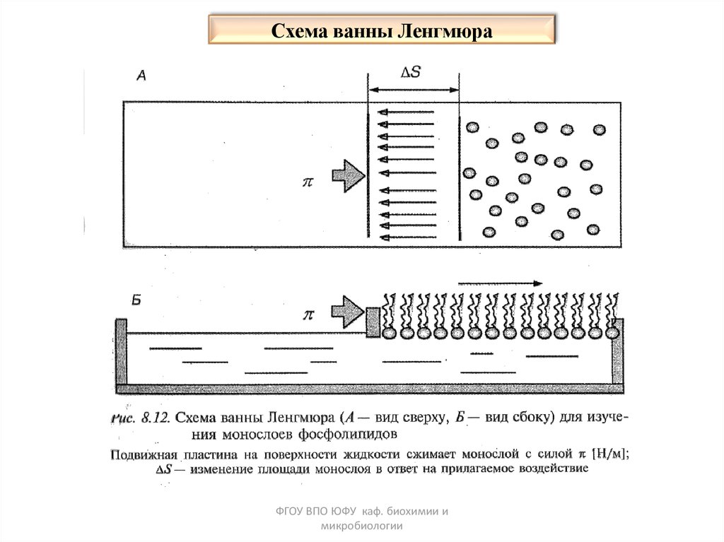 Риа схема микробиология