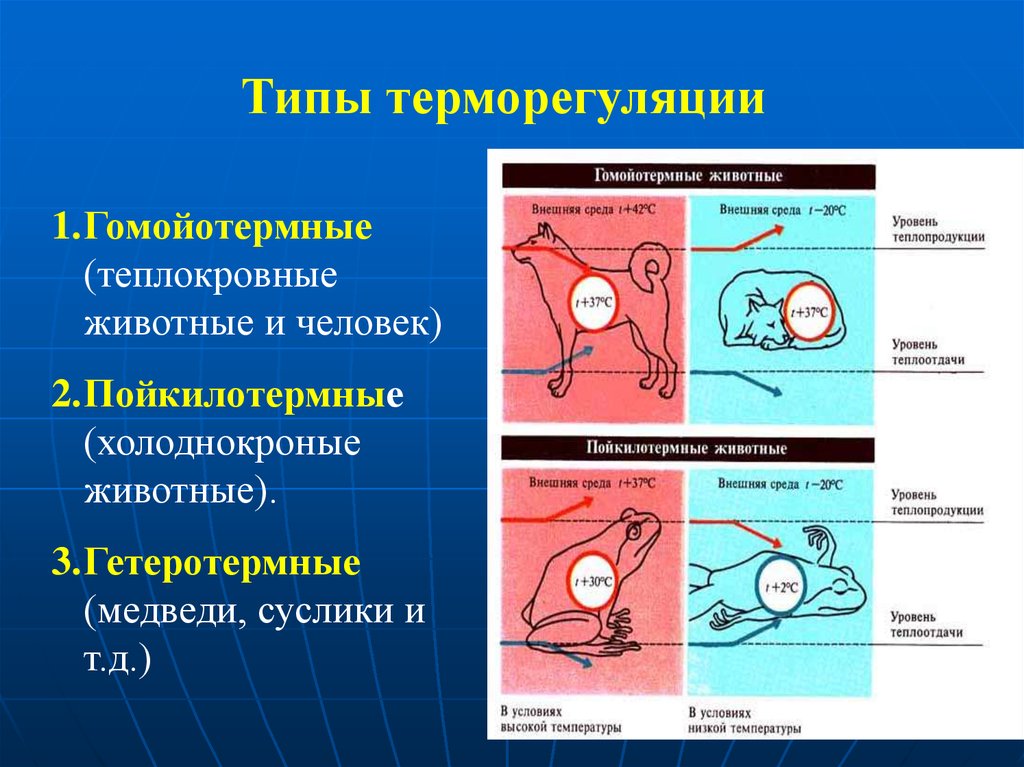 Гомойотермные животные. Типы терморегуляции. Терморегуляция у гомойотермных животных. Механизмы терморегуляции у теплокровных животных. Типы терморегуляции гомойотермные.