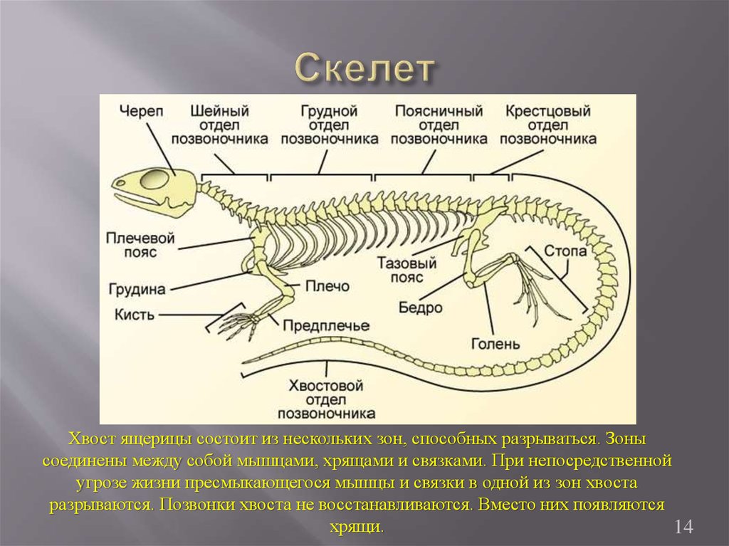 Сколько отделов в позвоночнике ящерицы