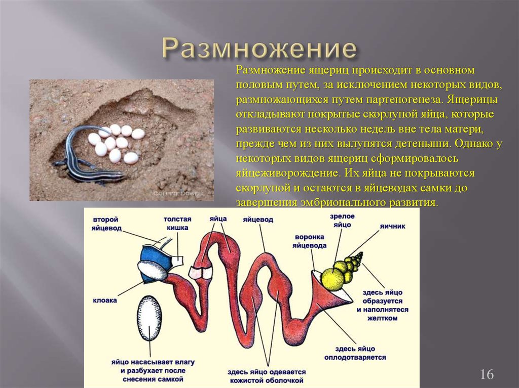 Яичник и яйцевод