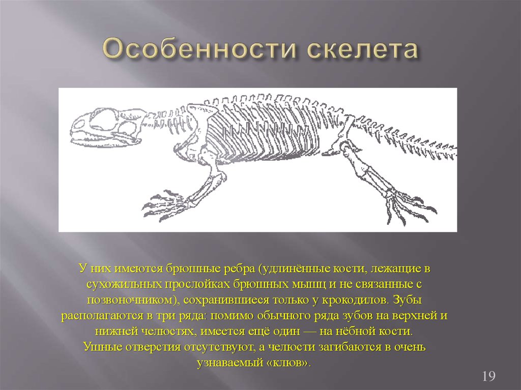 Признаки пресмыкающихся скелет. Брюшные ребра у рептилий. Скелет пресмыкающихся. Скелет крокодила. Строение скелета рептилий.