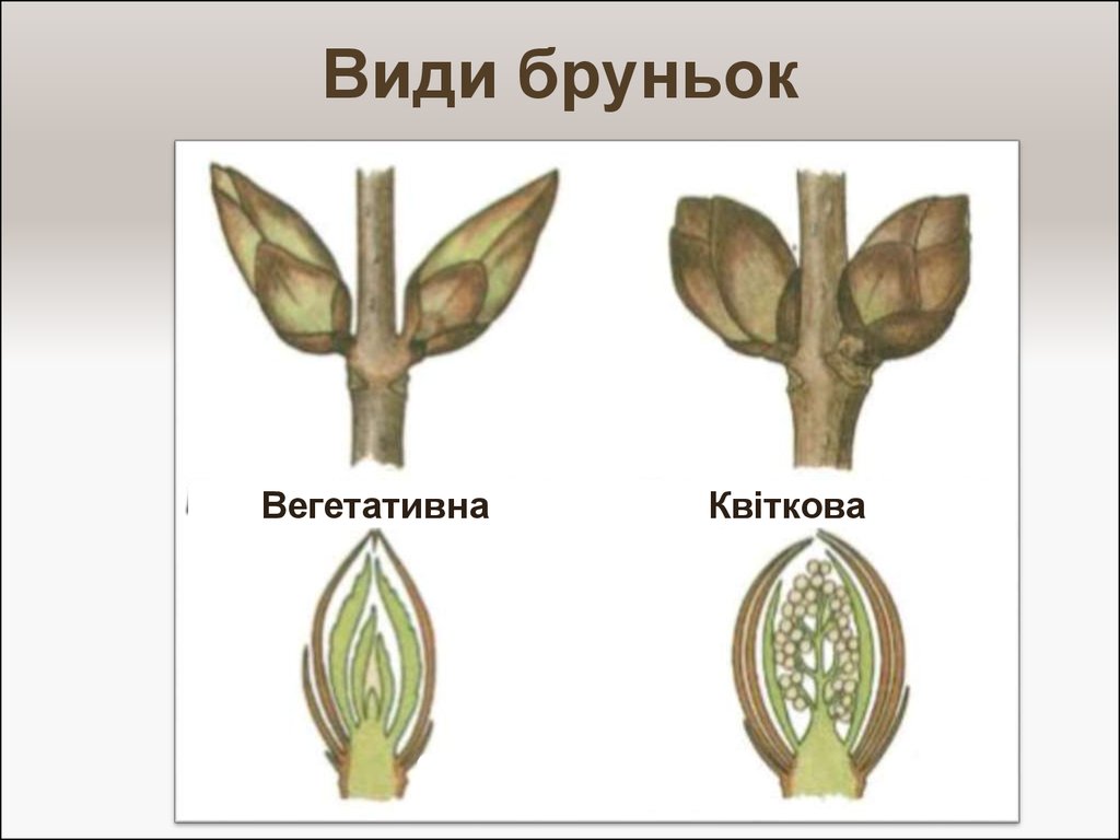 Звездолет брунька рисунок