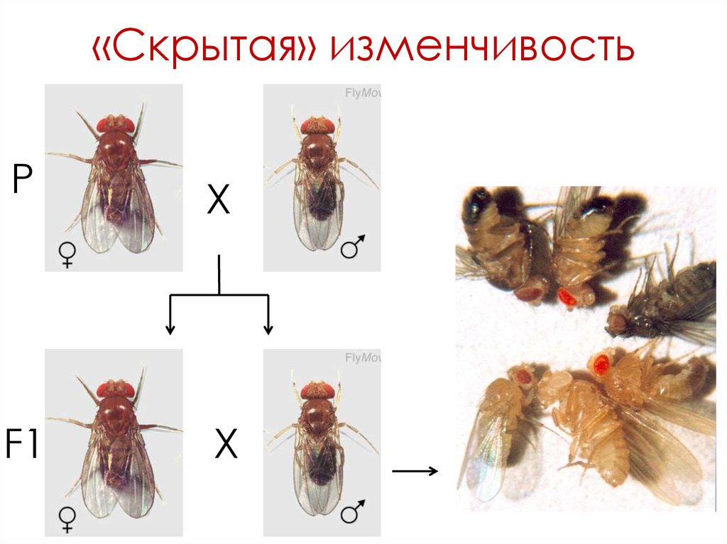 Формирует резерв наследственной изменчивости. Скрытая изменчивость. Резерв наследственной изменчивости. Скрытый резерв изменчивости. Резерв изменчивости это.