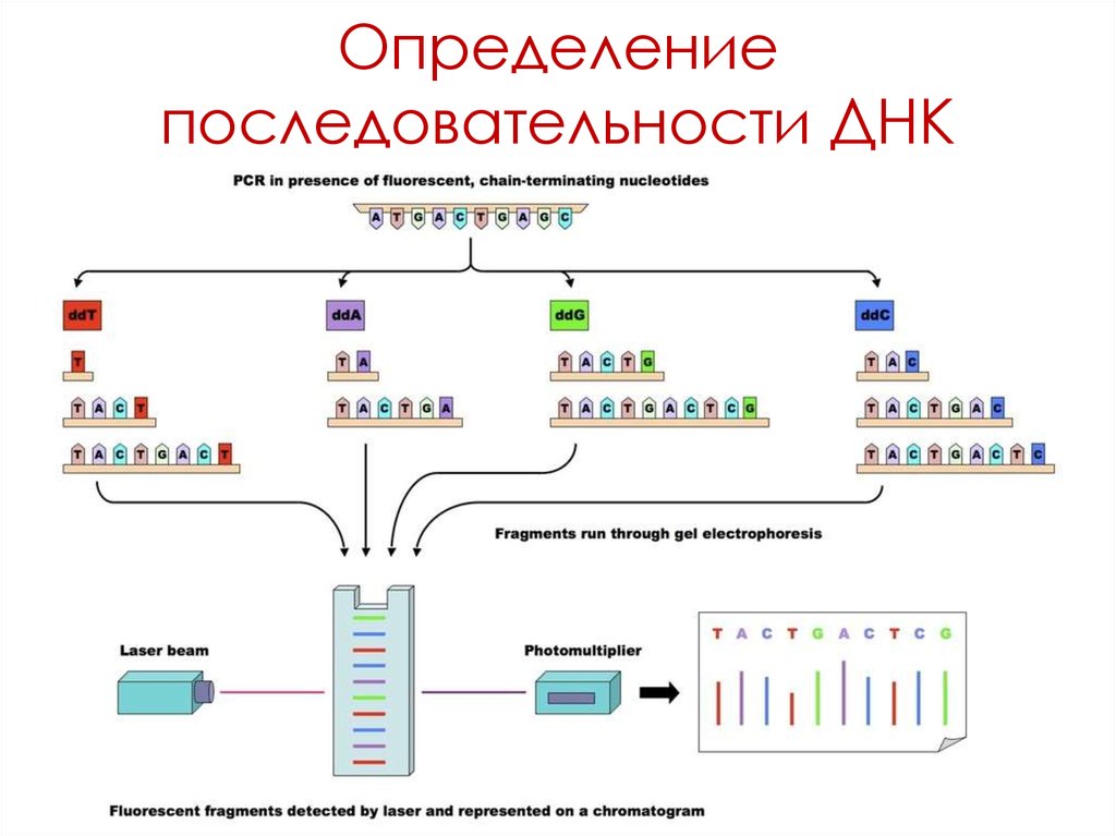 Определенная последовательность днк. Определение последовательности ДНК. Sanger sequencing. Dideoxy sequencing. Метод определения последовательности ДНК..