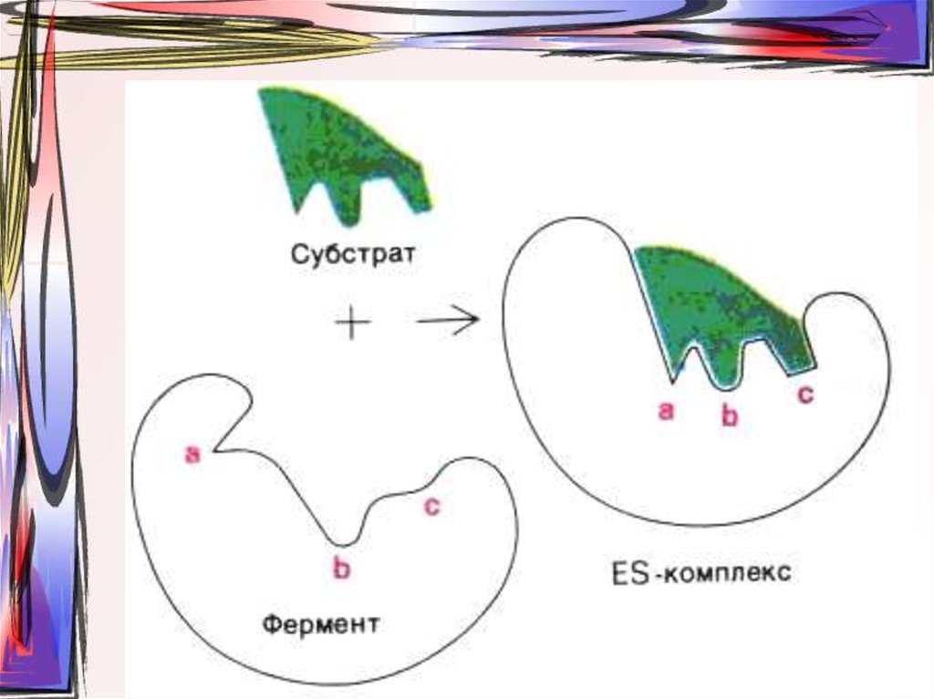 Строение фермента схема