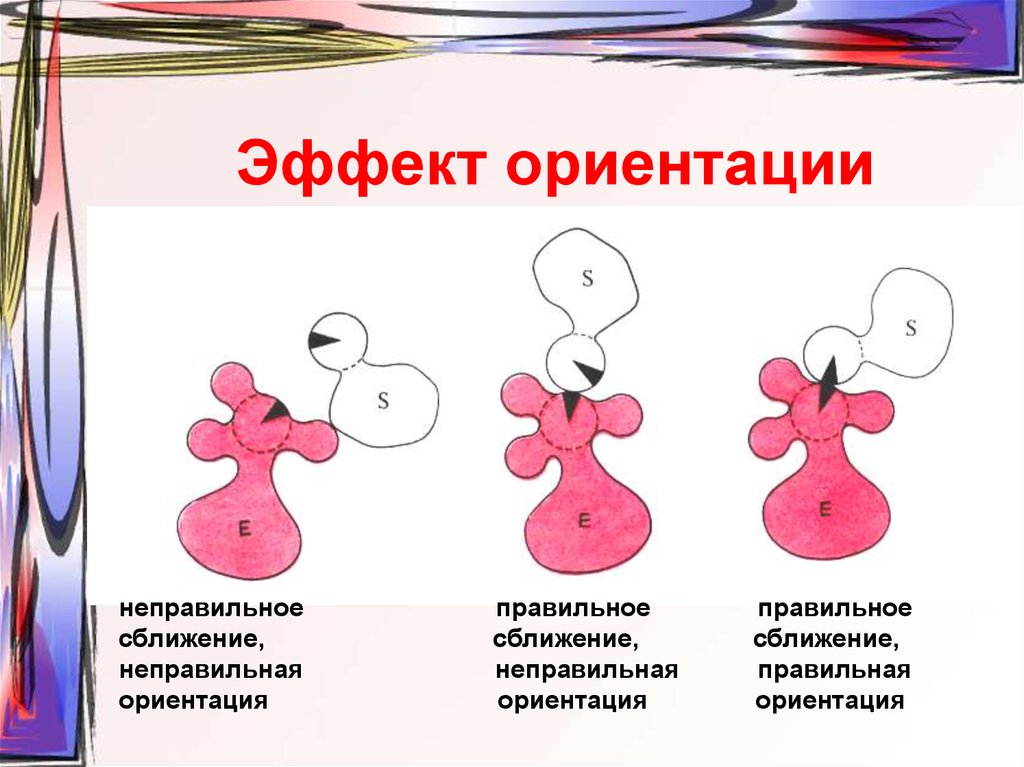 Возможные ориентации. Эффект ориентации ферментов. Ориентация. Эффект сближения и ориентации. Неправильная ориентация.