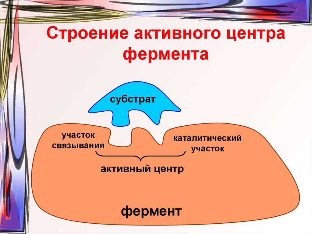 Схема образования комплекса фермент вещество