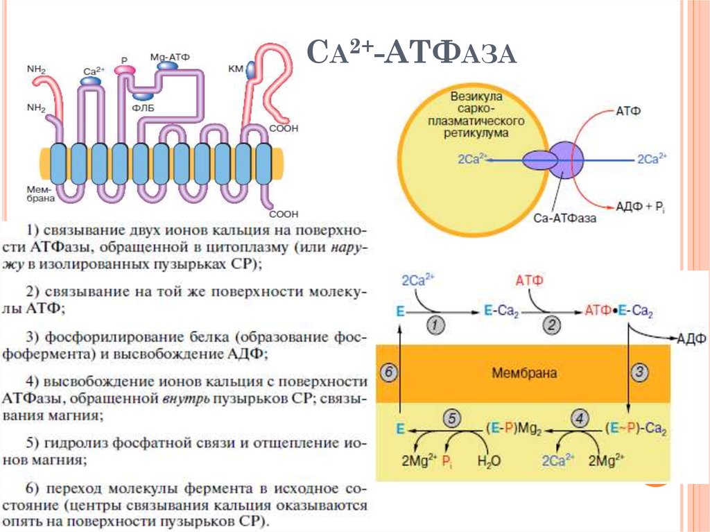 Кальций атф. Кальциевый насос схема. Са2 АТФ фаза. Механизм действия na к АТФАЗЫ. Схема действия CA АТФАЗЫ.