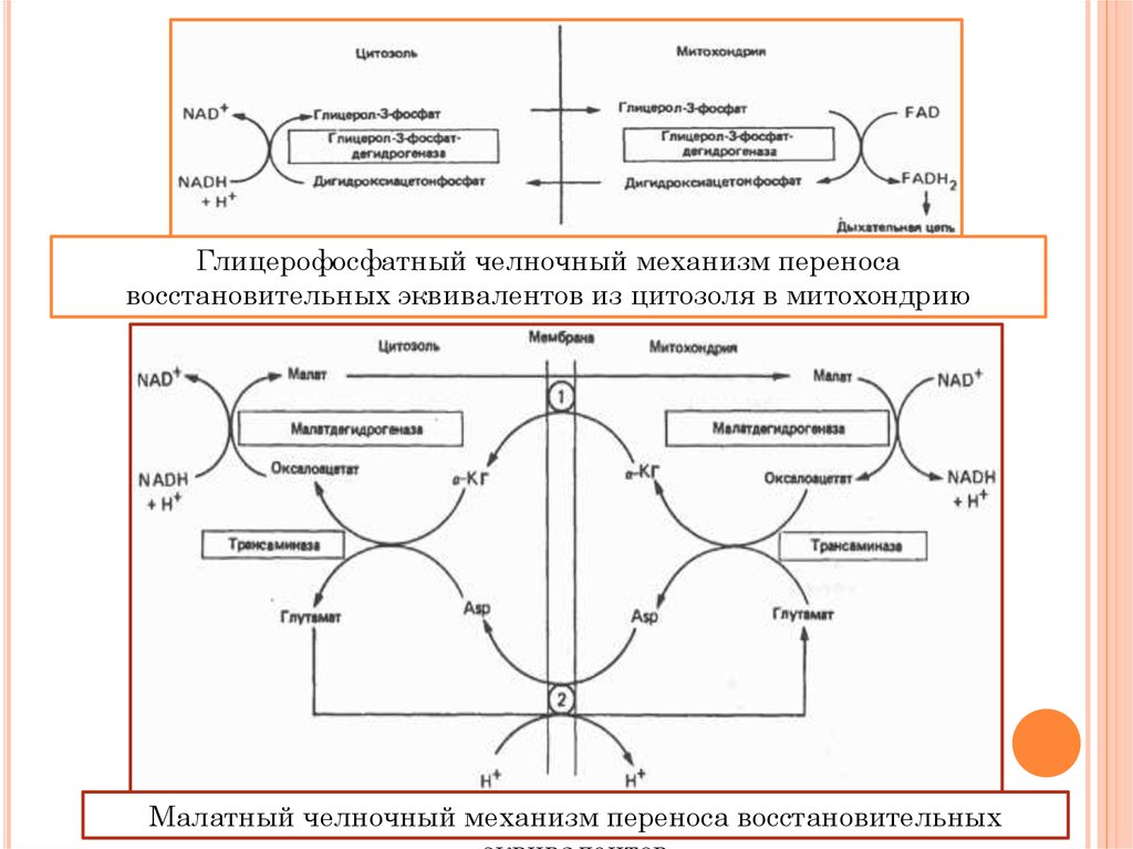 Схемы челночных механизмов биохимия