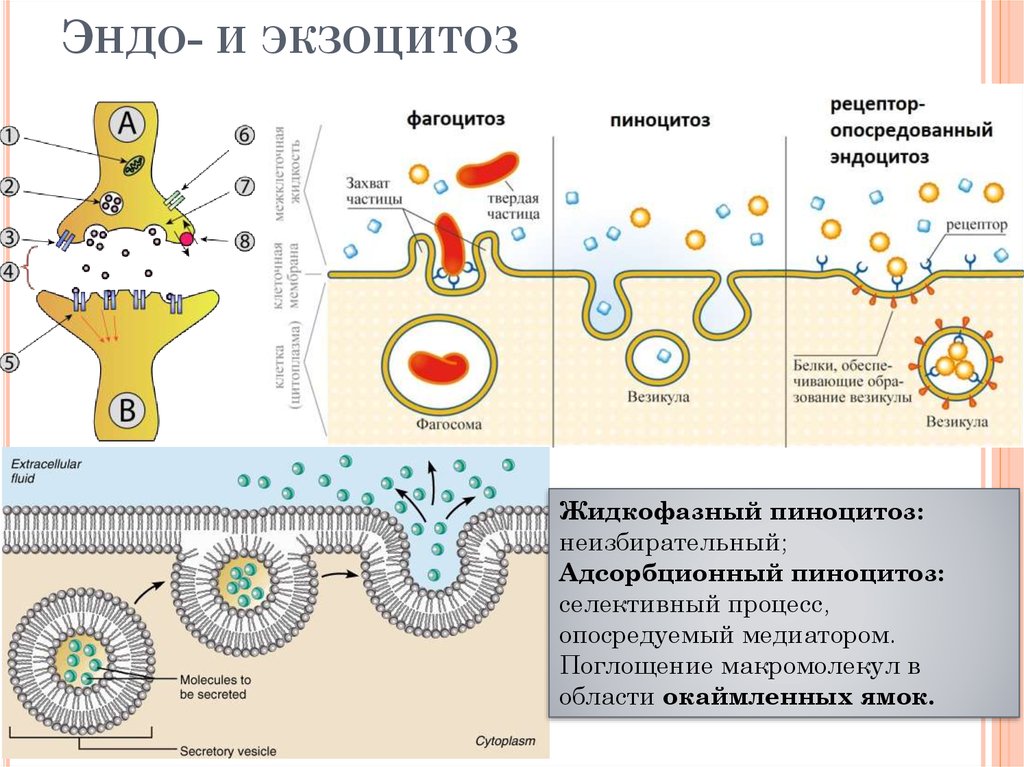 Фагоцитоз эукариоты