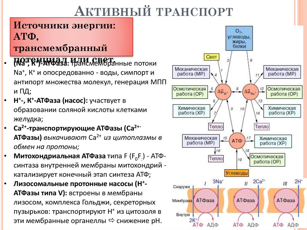 Активный транспорт насосы