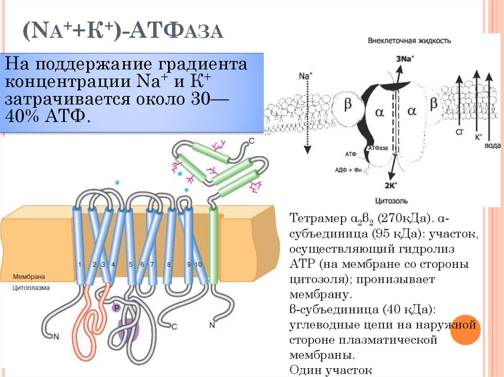 Натрий калиевая атфаза