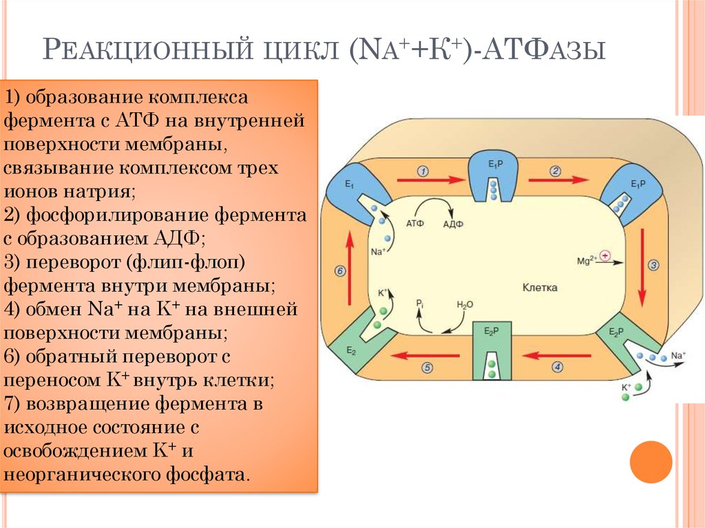 Внутренняя площадь. Реакционный цикл na/k-АТФАЗЫ. Натрий калий АТФ фаза. Цикл работы na k АТФ фазы. Реакционный цикл na/k-АТФАЗЫ ионов натрия через мембрану.