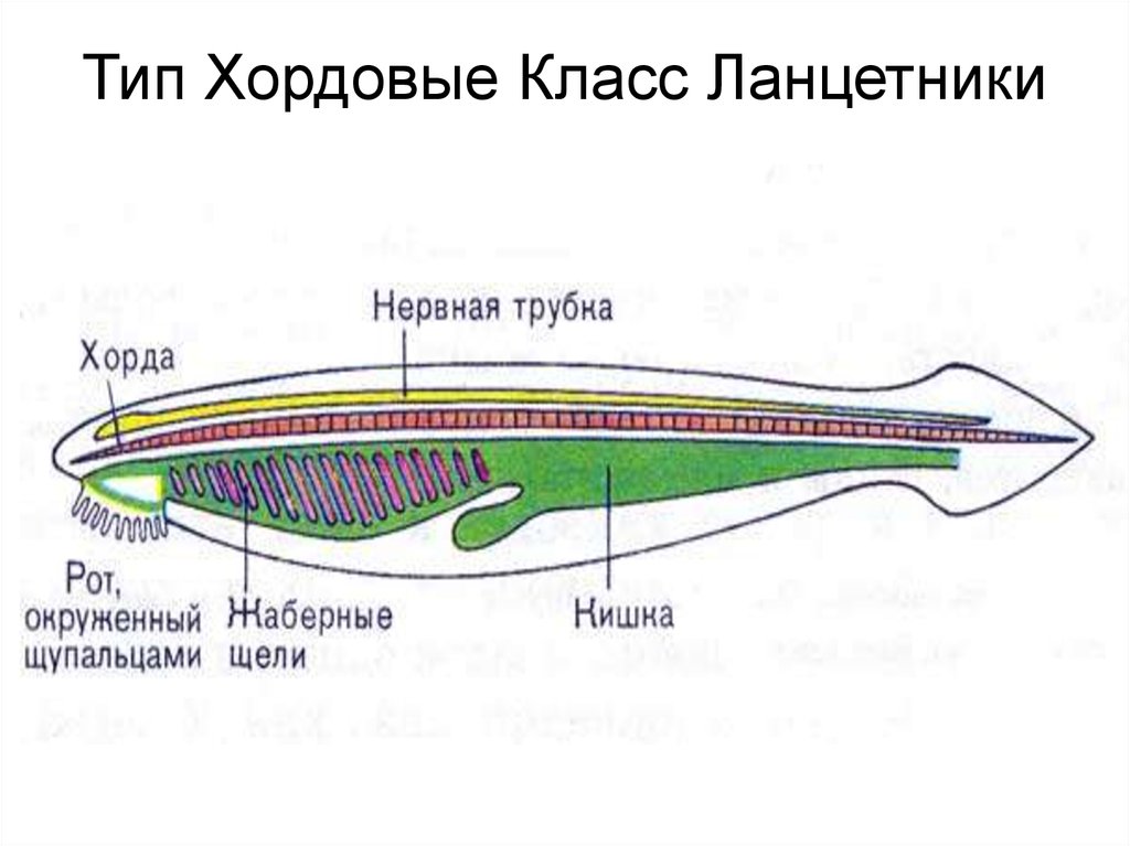 Схема строения ланцетника