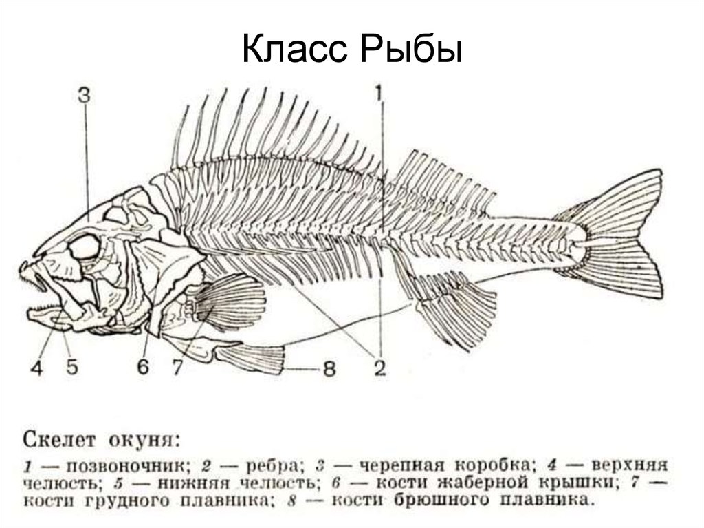 Рисунок костной рыбы