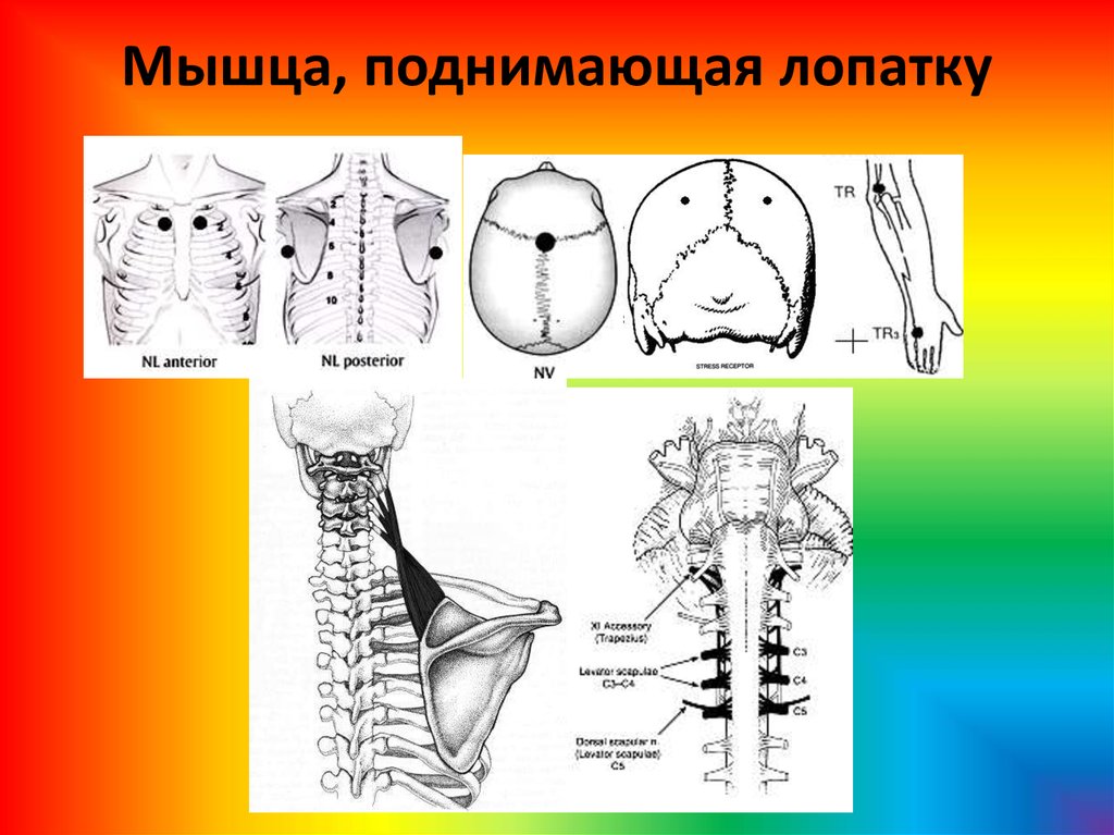 Мышца поднимающая лопатку. Нейролимфатические точки мышц. Мышца поднимающая лопатку упражнения. Нейрососудистые зоны.