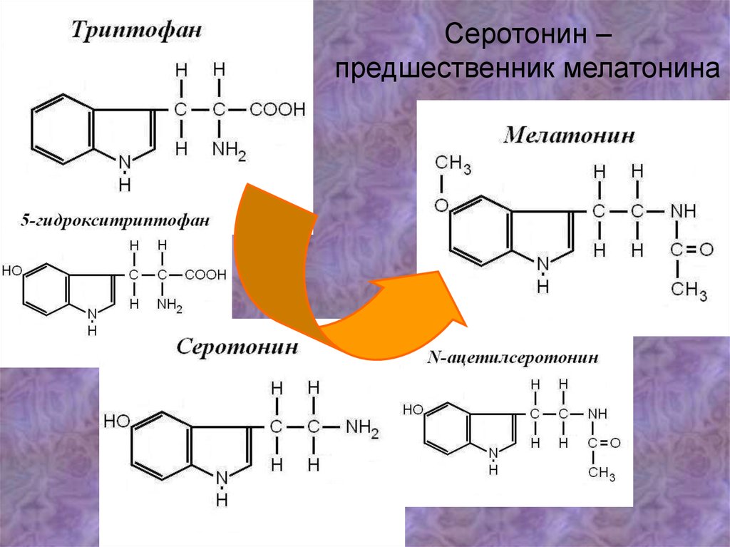 Предшественник меланина. Триптофан предшественник серотонина. Мелатонин Синтез формула. Синтез мелатонина биохимия. Серотонин предшественник мелатонина.