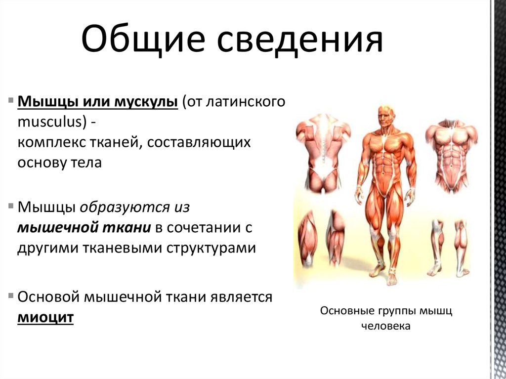 Что составляет основу человека. Структурная основа мышц:. Что является структурной основой мышц. Мышцы образуются из. Мышцы человека Общие сведения.